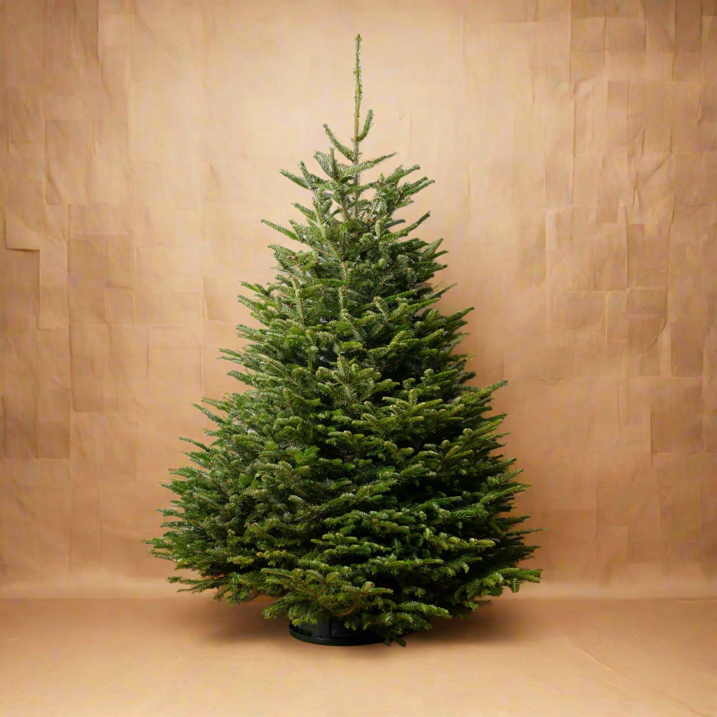 Nordmann Fir Christmas Tree