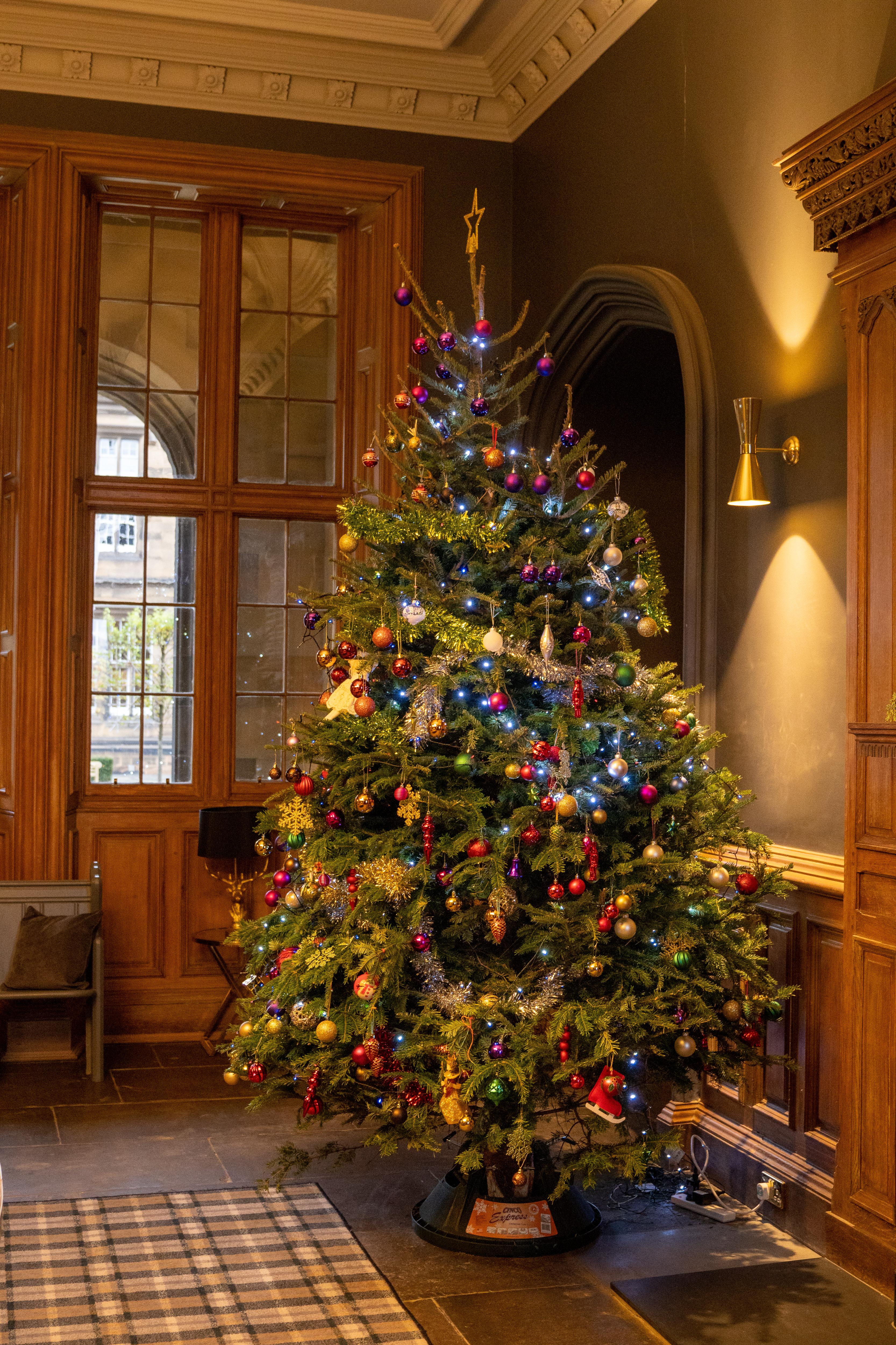 Fraser Fir Christmas Tree