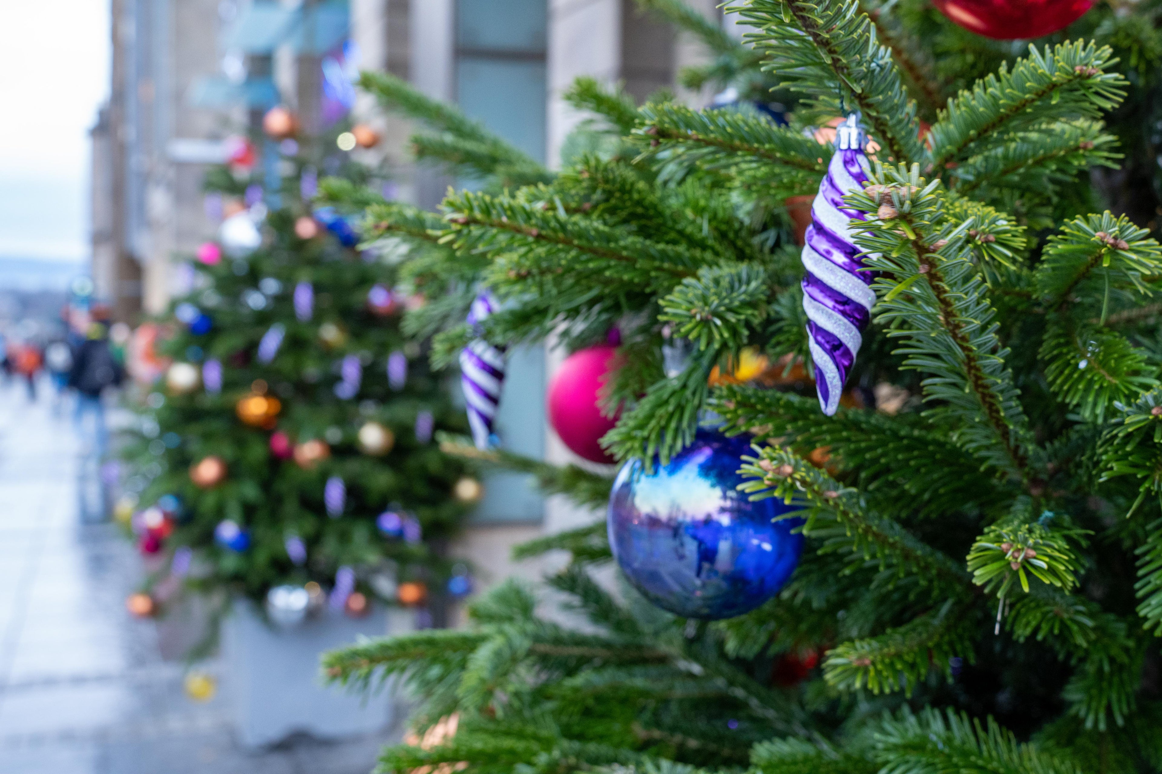 Real Christmas Trees Delivered in East Lothian, Click here and order a Christmas Tree Online