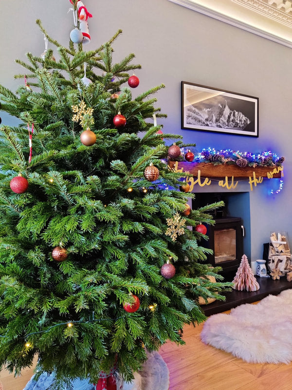 Edinburgh Christmas Tree Delivery Service, Click and Order a Real Tree for Delivery