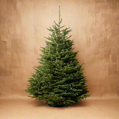 Fraser Fir and decorating service