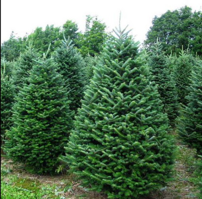 Fraser Fir and decorating service